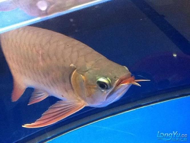 龍魚(yú)病的十大癥狀（龍魚(yú)病的十大典型癥狀）