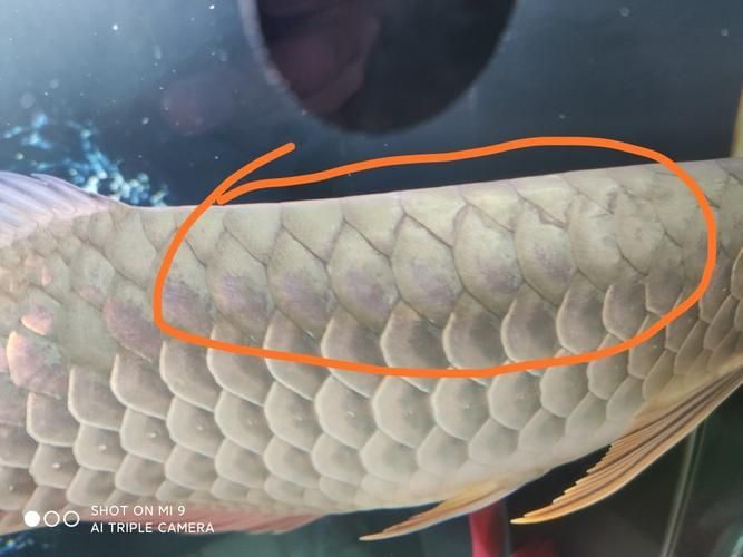 龍魚(yú)病的十大癥狀（龍魚(yú)病的十大典型癥狀）