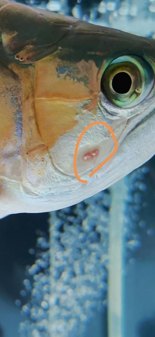 如何判斷龍魚嘴撞豁是否嚴重？（——權威分級標準與實操判斷龍魚嘴撞豁嚴重程度）