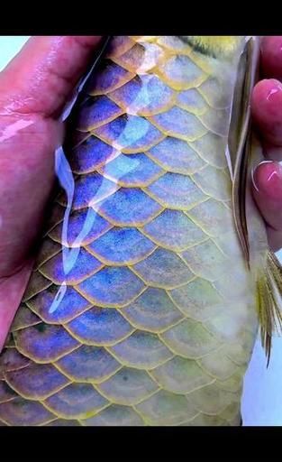 藍底金龍魚有哪些顏色變種？（底金龍魚的顏色變種豐富多樣，藍底金龍魚的顏色可能會有所不同）