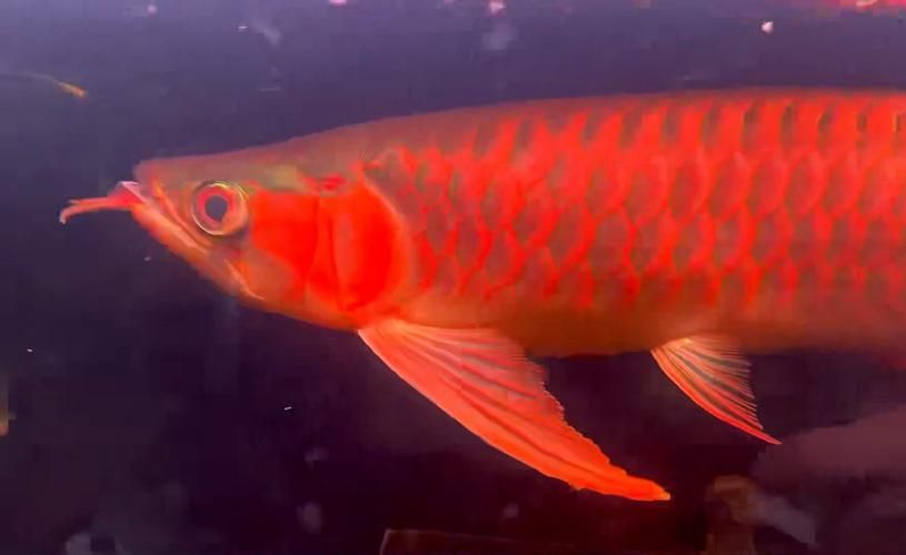 長身龍魚有哪些品種（長身龍魚品種繁多，適合大型水族箱飼養(yǎng)）