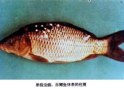 菌腮和蟲(chóng)鰓圖片區(qū)別（水產(chǎn)養(yǎng)殖與觀賞魚(yú)養(yǎng)護(hù)中菌腮和蟲(chóng)鰓的區(qū)別）
