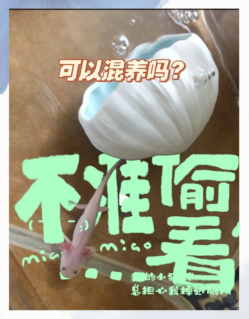 推薦一些適合與恐龍魚混養的魚種（六角恐龍魚混養選擇團團寵友學堂六角恐龍魚混養需謹慎）
