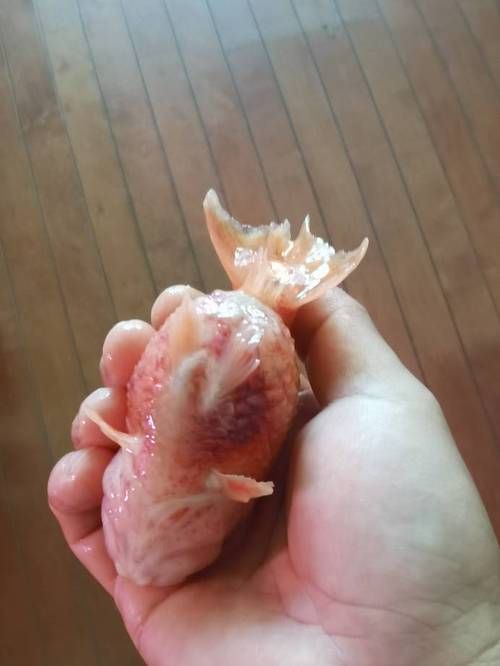能否提供更多金魚根部充血的圖片（金魚根部充血會自愈嗎）