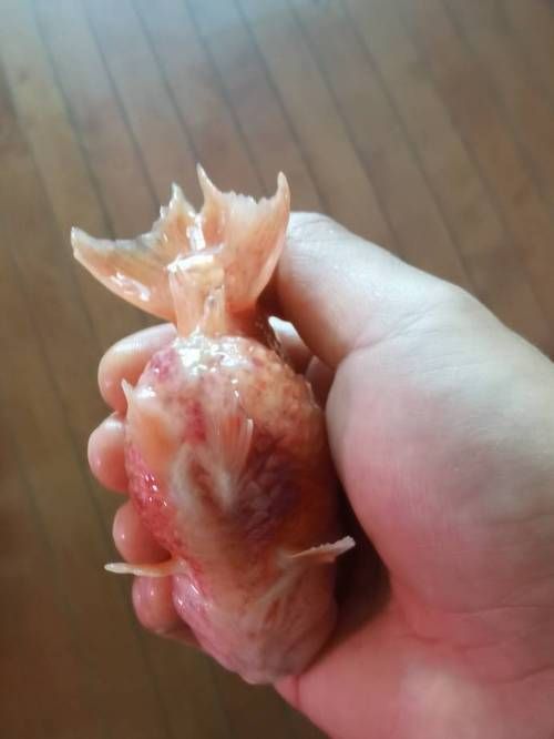 能否提供更多金魚根部充血的圖片（金魚根部充血會自愈嗎）