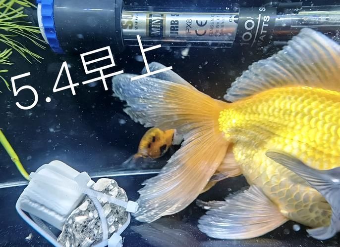 能否提供更多金魚根部充血的圖片（金魚根部充血會自愈嗎）