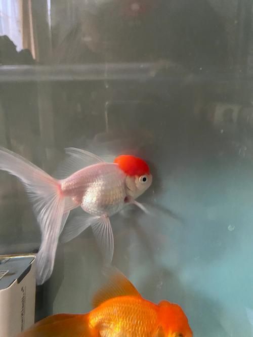 能否提供更多金魚根部充血的圖片（金魚根部充血會自愈嗎）