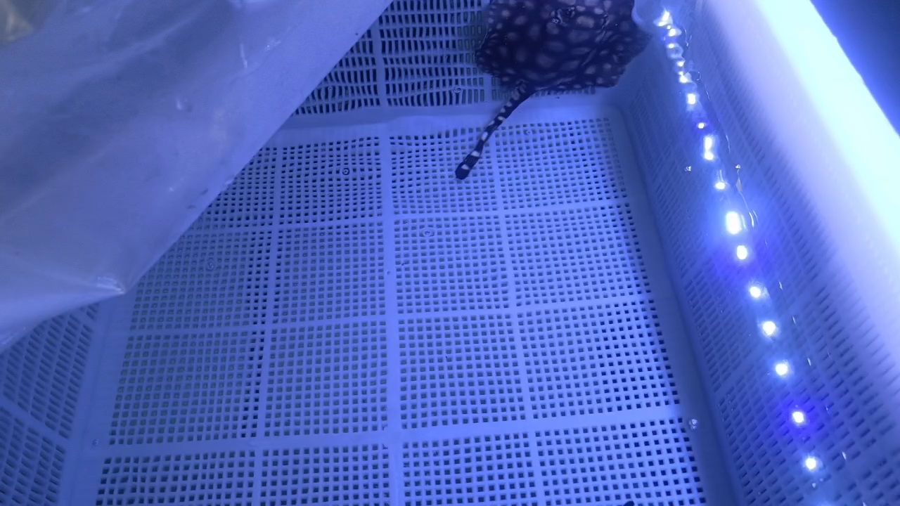 生小魚（小魚孵化過程是魚類繁殖中的一個重要環(huán)節(jié)，新年特快樂）