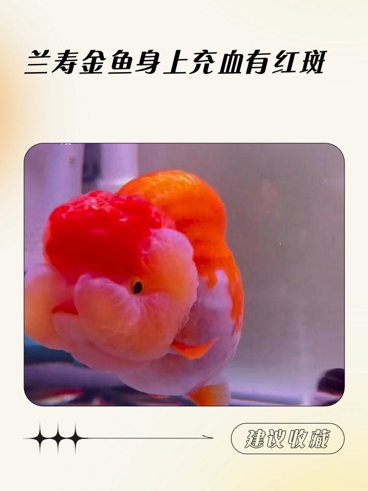 魚鰭根部充血會(huì)復(fù)發(fā)嗎