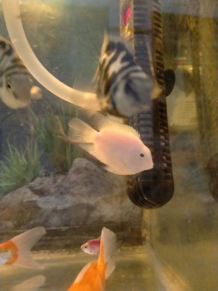 自家養(yǎng) 白色鸚鵡魚 健康好養(yǎng) 本地自提（自家養(yǎng)白色鸚鵡魚）