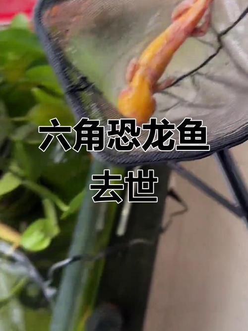 哪個品種的六角龍魚最受歡迎（最受歡迎的六角龍魚）