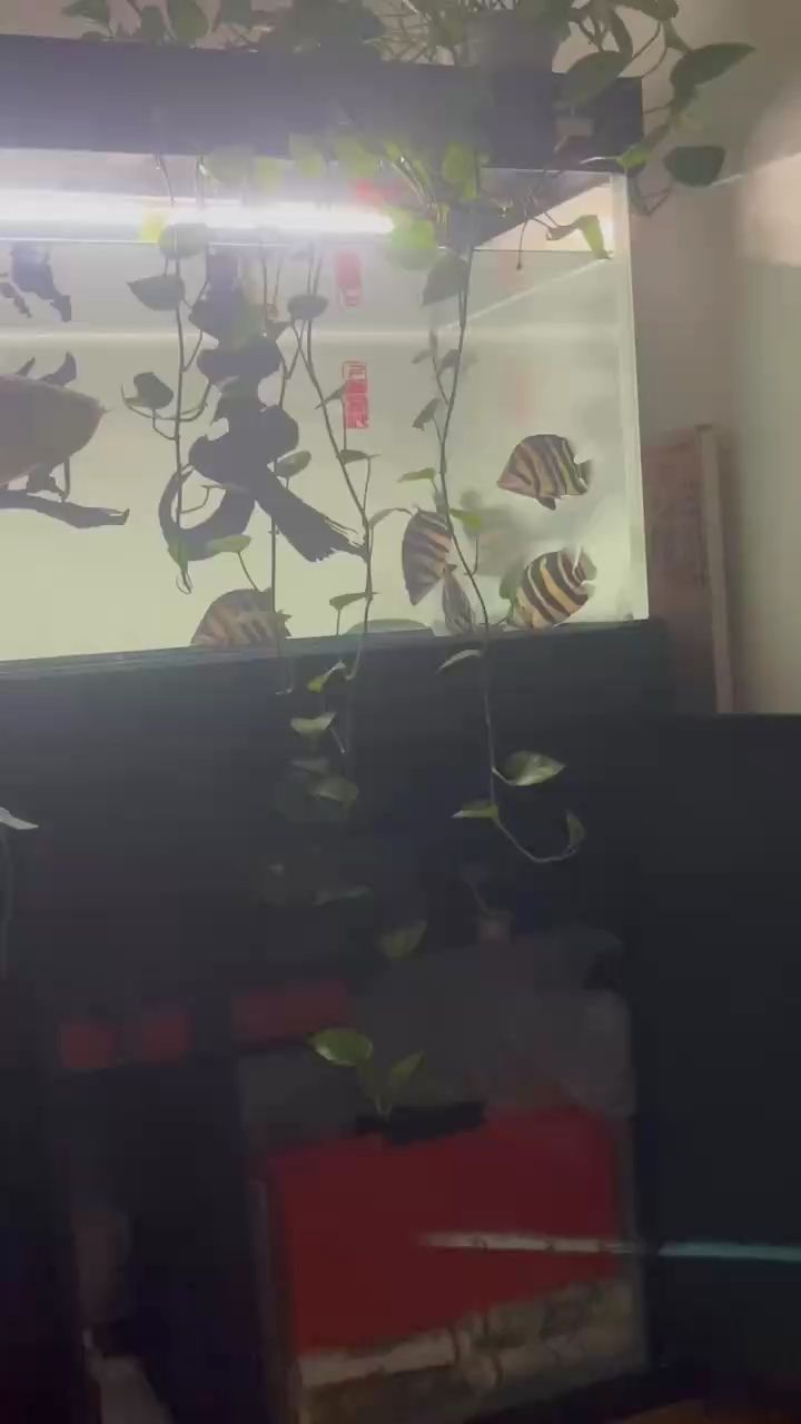 小龍34個月了（34個月大的小男孩，已經展現出了驚人的成長和學習能力）
