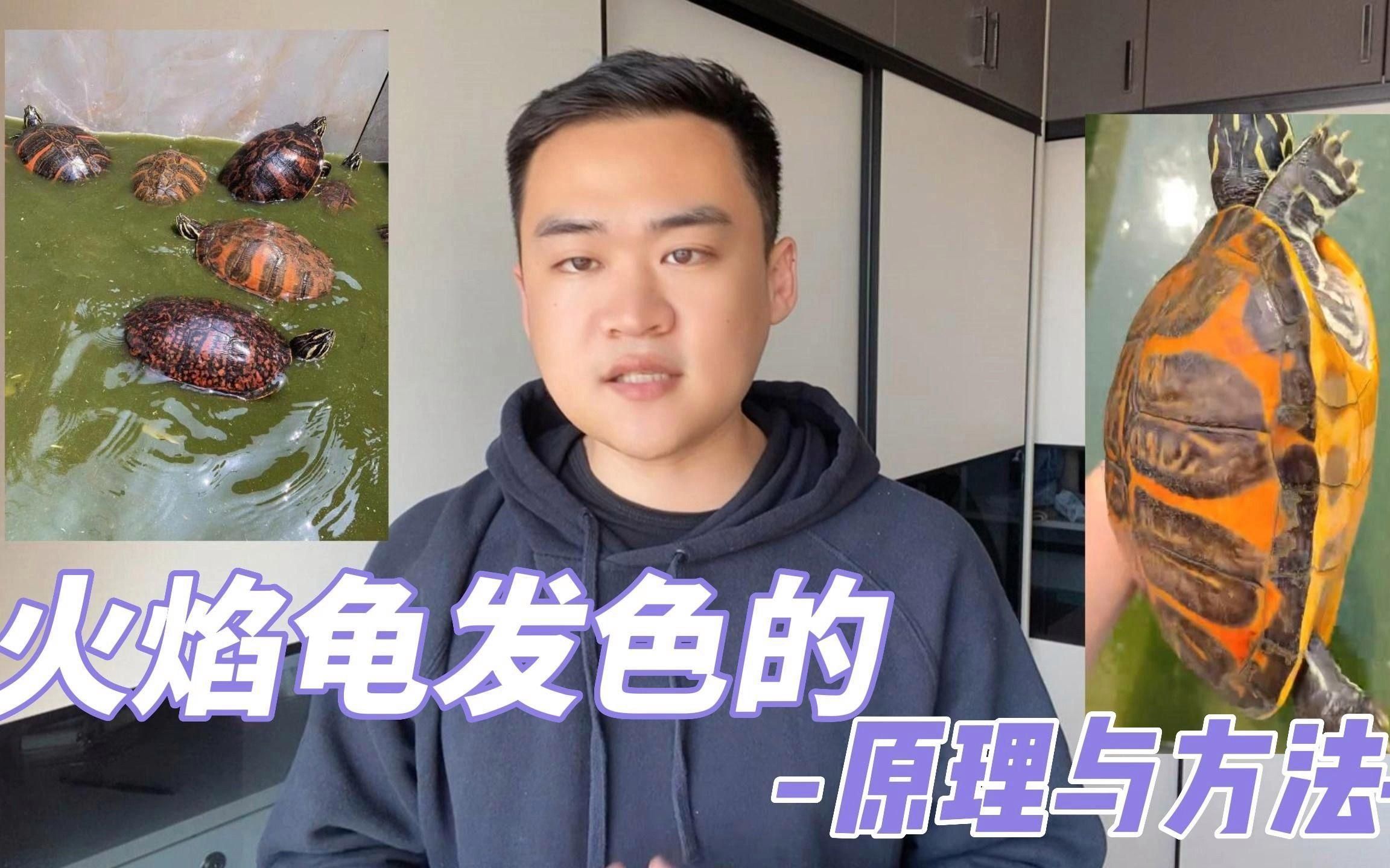 哪些龜類色彩變化最明顯（火焰龜、紅耳彩龜、金錢龜是色彩變化最明顯的三大品種） 哪些龜類色彩變化最明顯（火焰龜、紅耳彩龜、金錢龜是色彩變化最明顯的三大品種） 龍魚百科 第2張