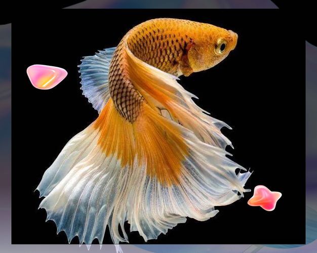 能否提供更多鎮宅魚的圖片（鎮宅魚的風水寓意）