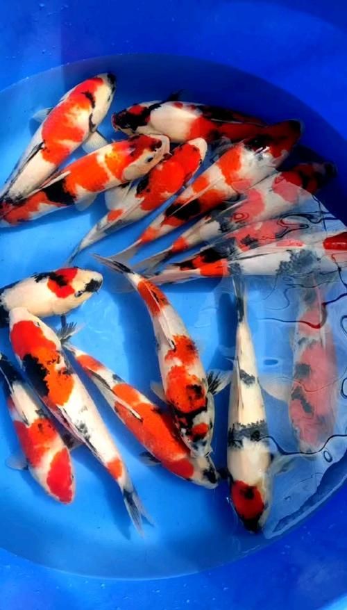 能否提供更多鎮宅魚的圖片（鎮宅魚的風水寓意）
