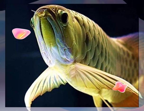 能否提供更多鎮宅魚的圖片（鎮宅魚的風水寓意）
