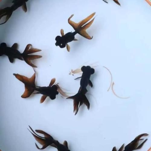 能否提供更多鎮宅魚的圖片（鎮宅魚的風水寓意）