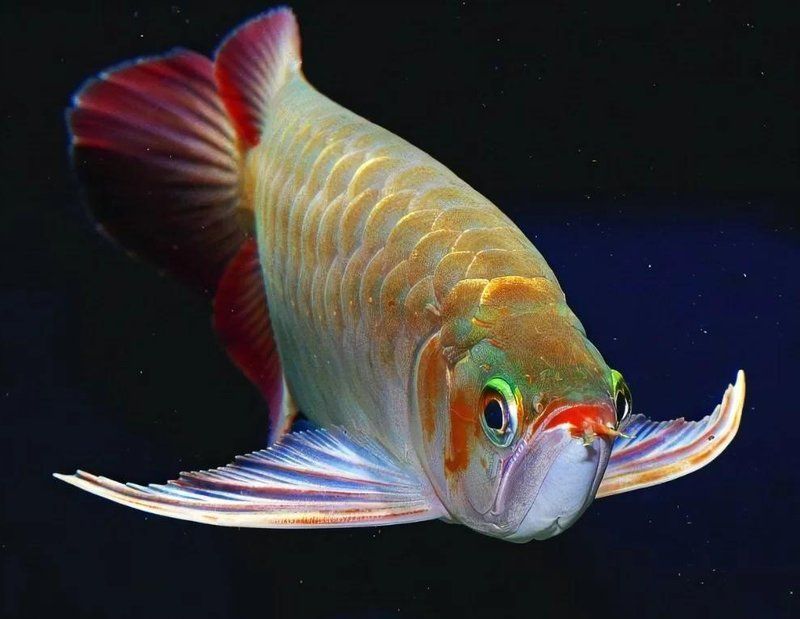 紅龍魚掉眼問題如何矯正（紅龍魚掉眼怎么辦）