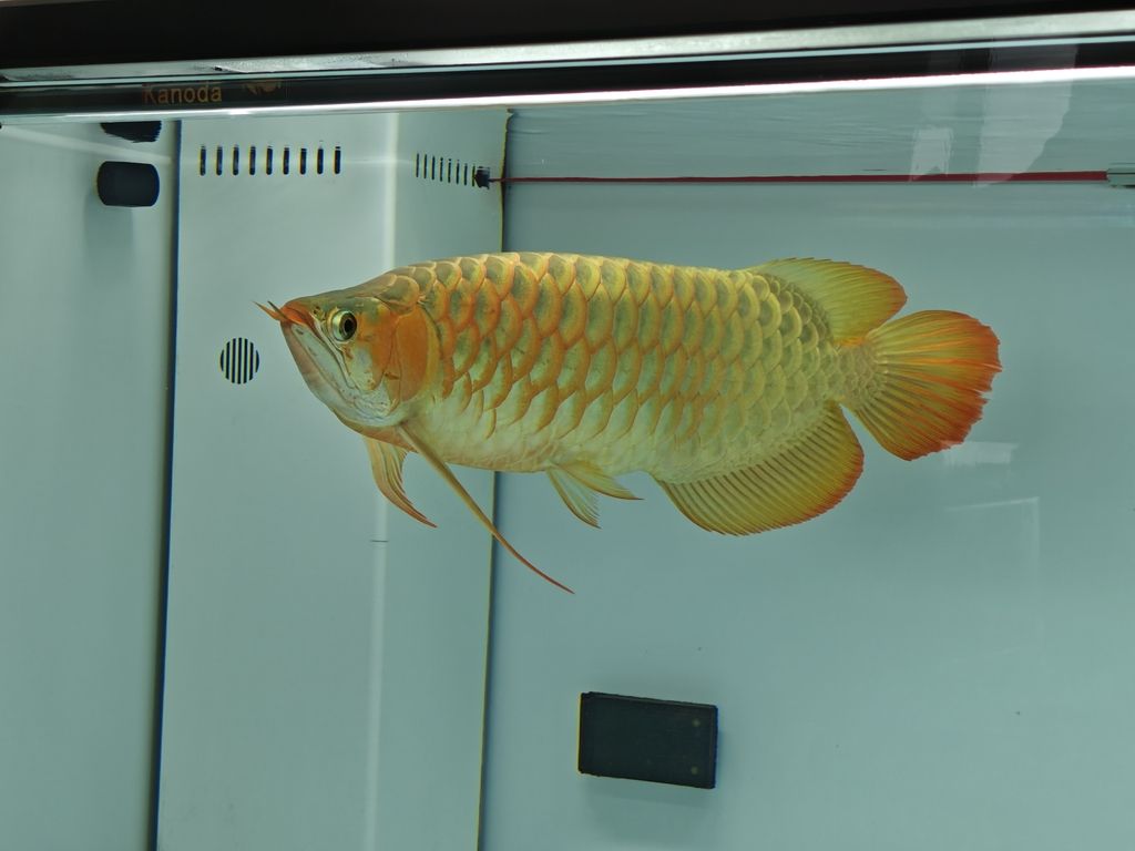 2026年鯉城龍魚節(jié)有哪些特色活動，2026年鯉城龍魚節(jié)時間表 2026年鯉城龍魚節(jié)有哪些特色活動，2026年鯉城龍魚節(jié)時間表 龍魚百科 第2張