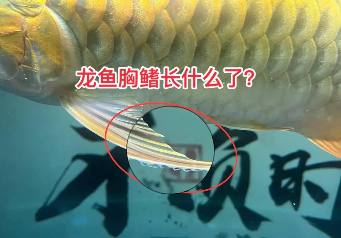龍魚寄生蟲圖片（如何判斷龍魚是否感染寄生蟲）