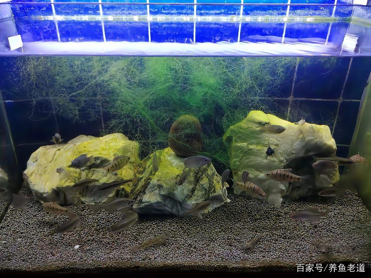 如何判斷金龍魚翻身的原因