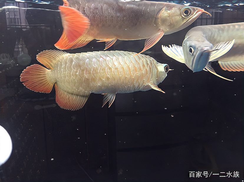 龍魚細菌感染會復發嗎（關于龍魚細菌感染復發）