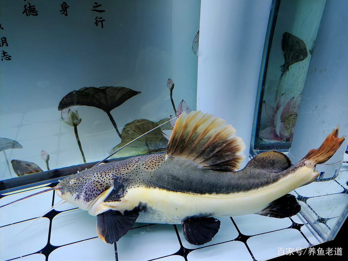 龍魚細菌感染會復發嗎（關于龍魚細菌感染復發）