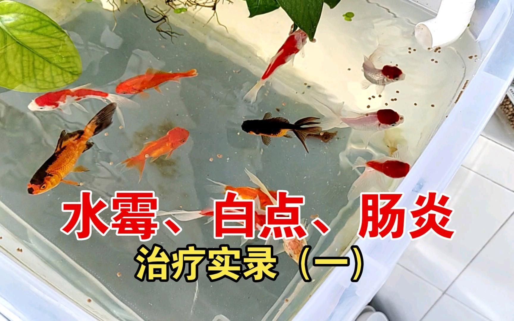 魚腸炎好轉的跡象（如何判斷魚腸炎是否好轉）