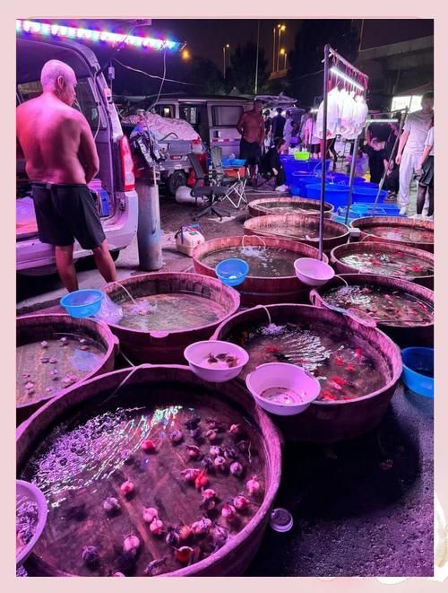 哪里可以買到天津新鮮的龍魚？（天津龍魚市場購買指南）