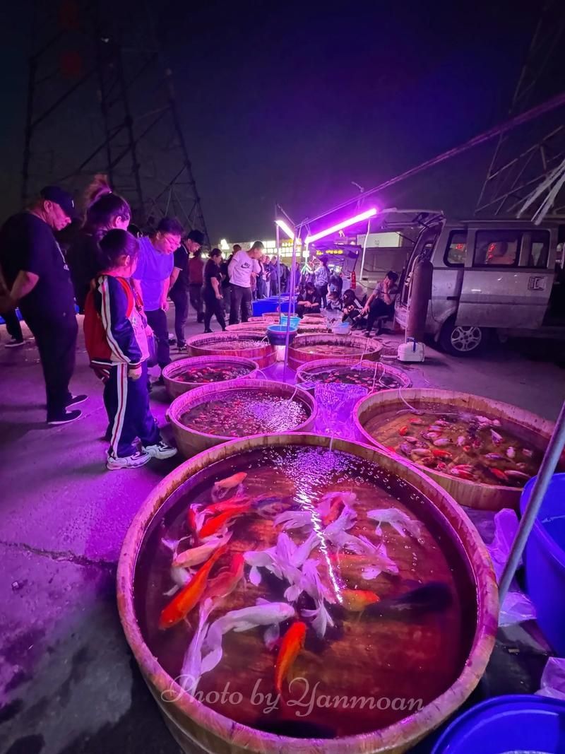哪里可以買到天津新鮮的龍魚？（天津龍魚市場購買指南）