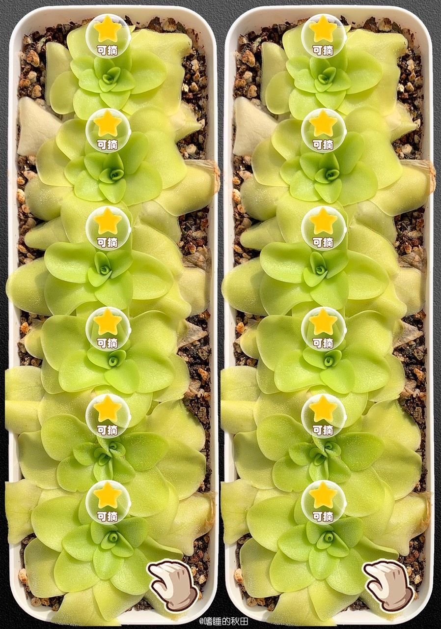 早起收菜，來啊！偷我的菜（早起收菜，偷我的菜） 早起收菜，來啊！偷我的菜（早起收菜，偷我的菜） 龍魚論壇 第1張