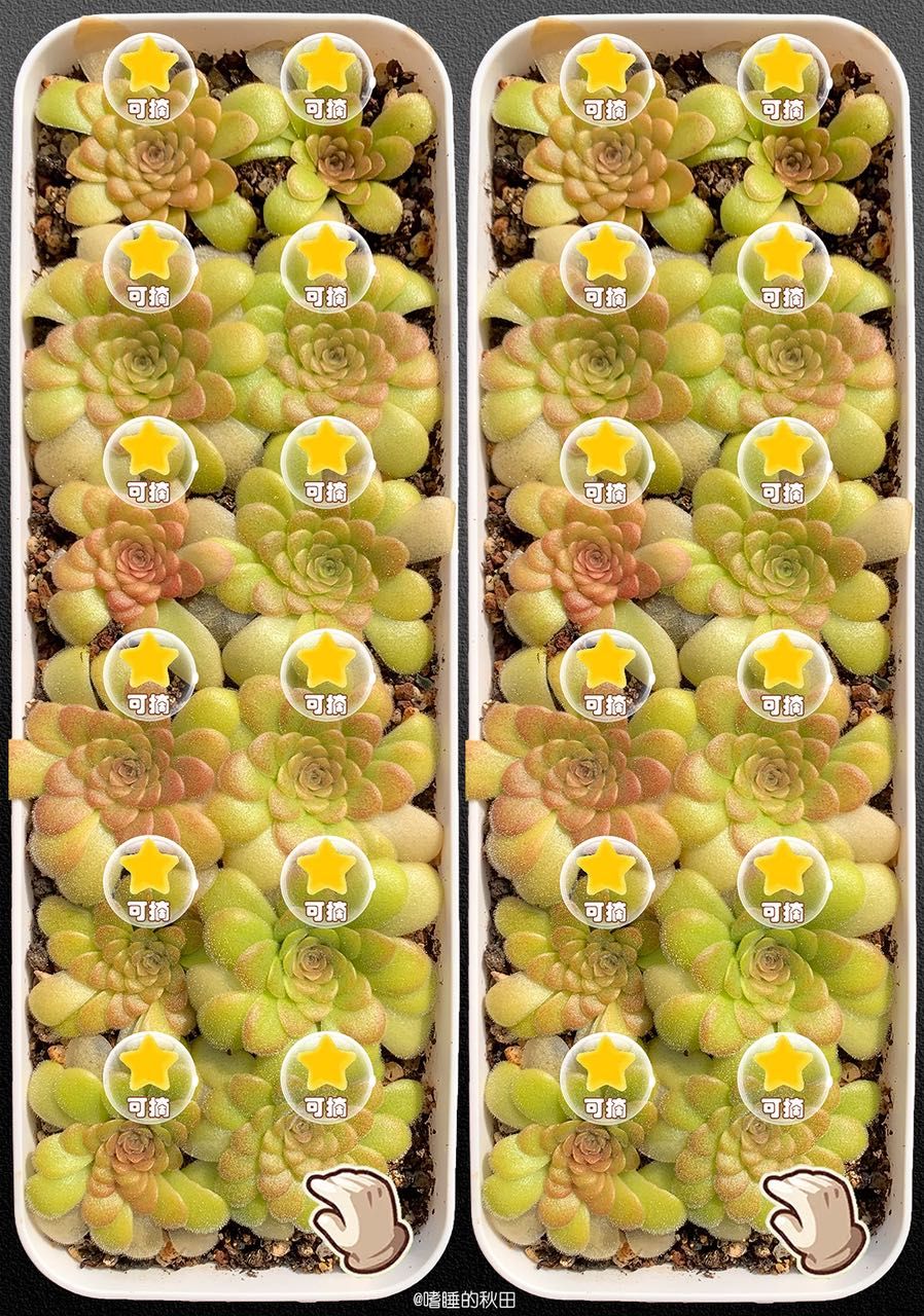 早起收菜，來啊！偷我的菜（早起收菜，偷我的菜） 早起收菜，來啊！偷我的菜（早起收菜，偷我的菜） 龍魚論壇 第2張