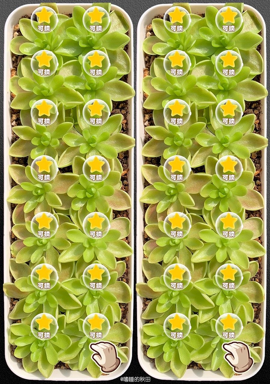 早起收菜，來啊！偷我的菜（早起收菜，偷我的菜） 早起收菜，來啊！偷我的菜（早起收菜，偷我的菜） 龍魚論壇 第3張