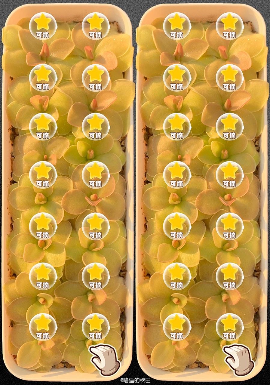 早起收菜，來啊！偷我的菜（早起收菜，偷我的菜） 早起收菜，來啊！偷我的菜（早起收菜，偷我的菜） 龍魚論壇 第4張