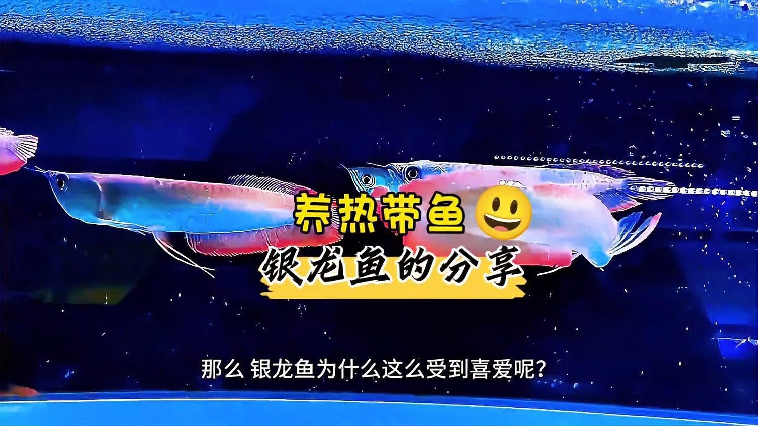 銀龍魚的主要品種有哪些（銀龍魚是什么品種）