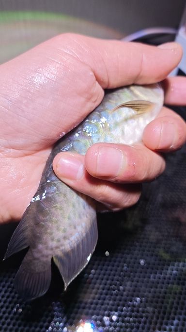 小白入坑，求指教，這是青龍還是金龍？（小白入坑，求指教，這是青龍還是金龍）
