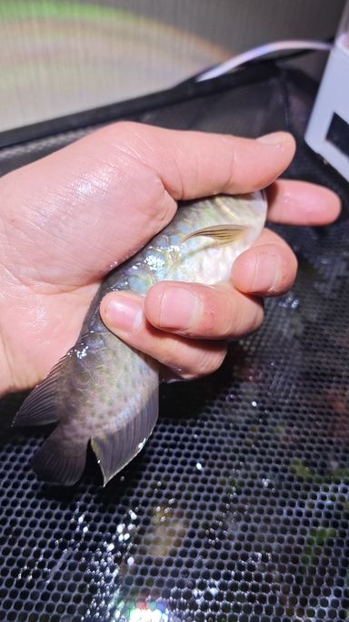 小白入坑，求指教，這是青龍還是金龍？（小白入坑，求指教，這是青龍還是金龍）