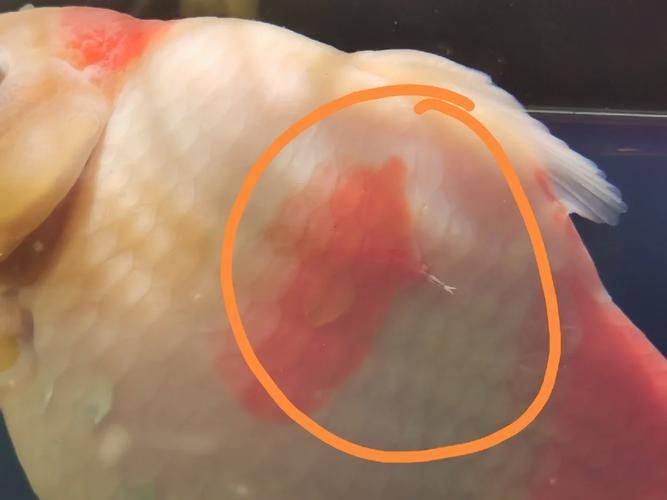 龍魚寄生蟲預防用藥有哪些注意事項（西安龍魚寄生蟲預防用藥–注意事項（1000字+配圖））