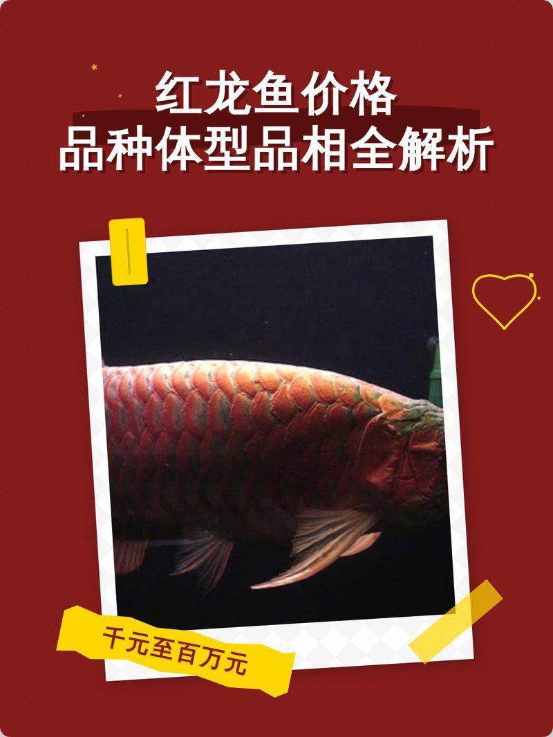 一條500g龍魚多少錢（1.**龍魚的來源***）