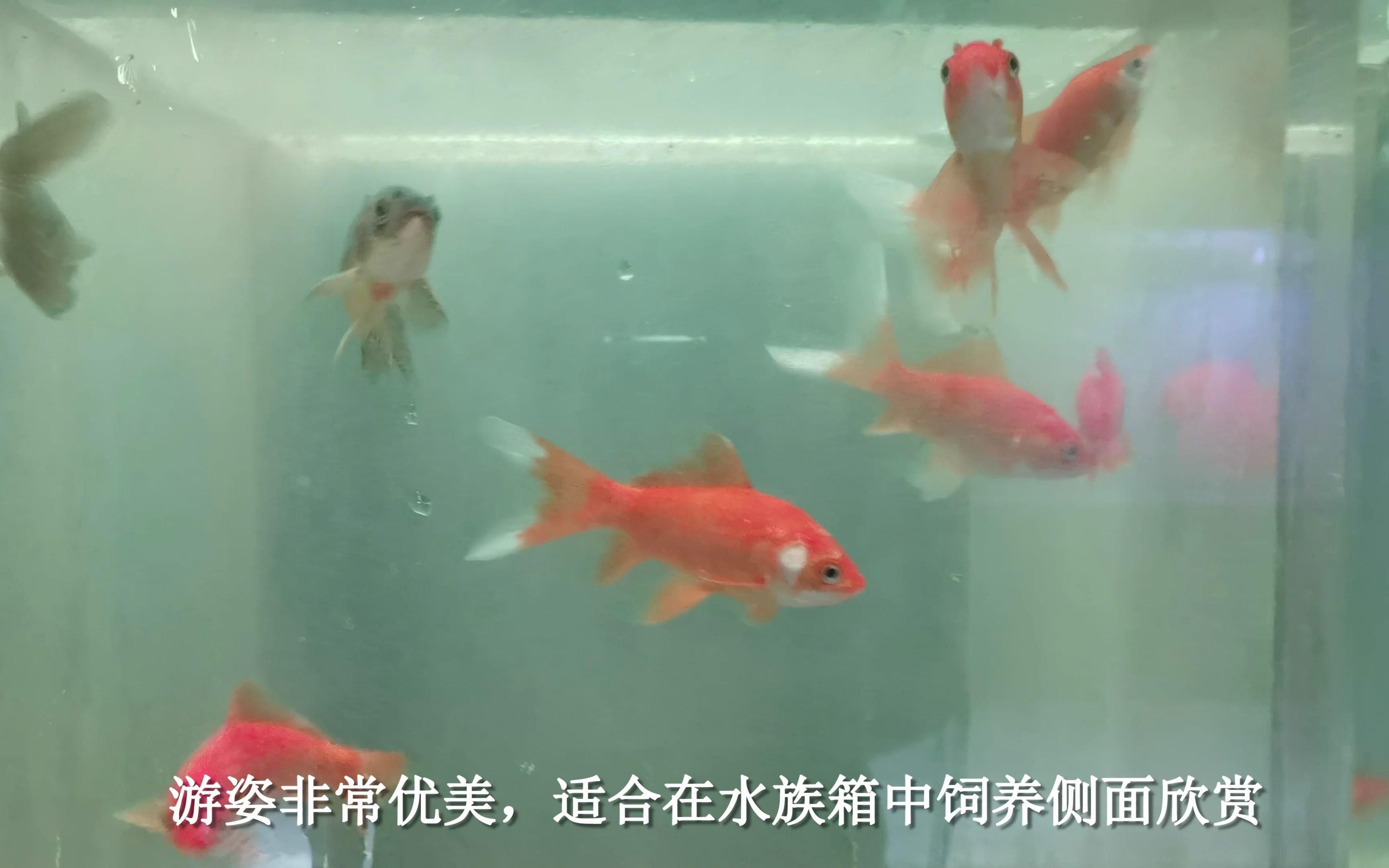 招財魚有哪些品種（招財魚品種詳解）