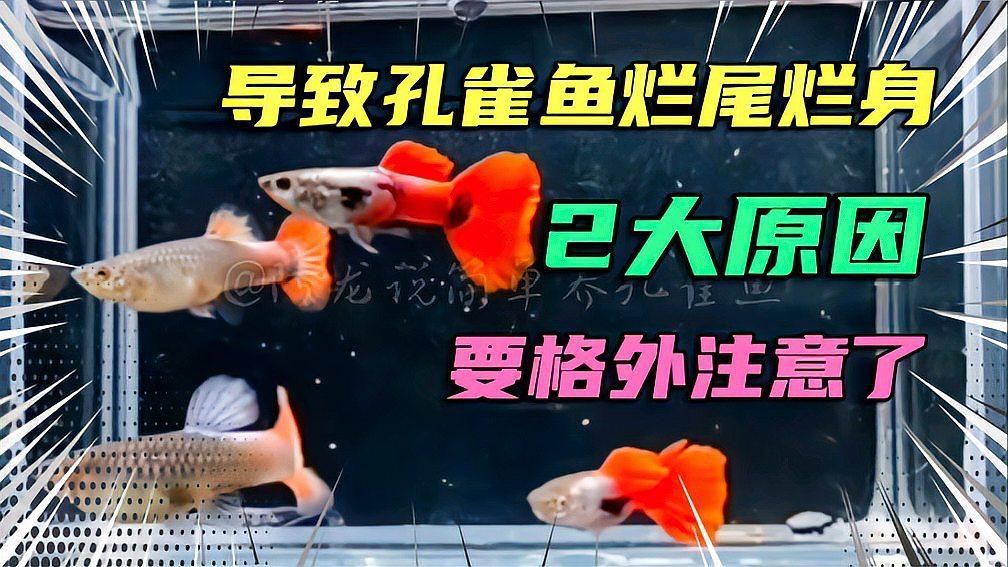 魚爛身是什么原因（導(dǎo)致孔雀魚爛尾爛身的2大原因）