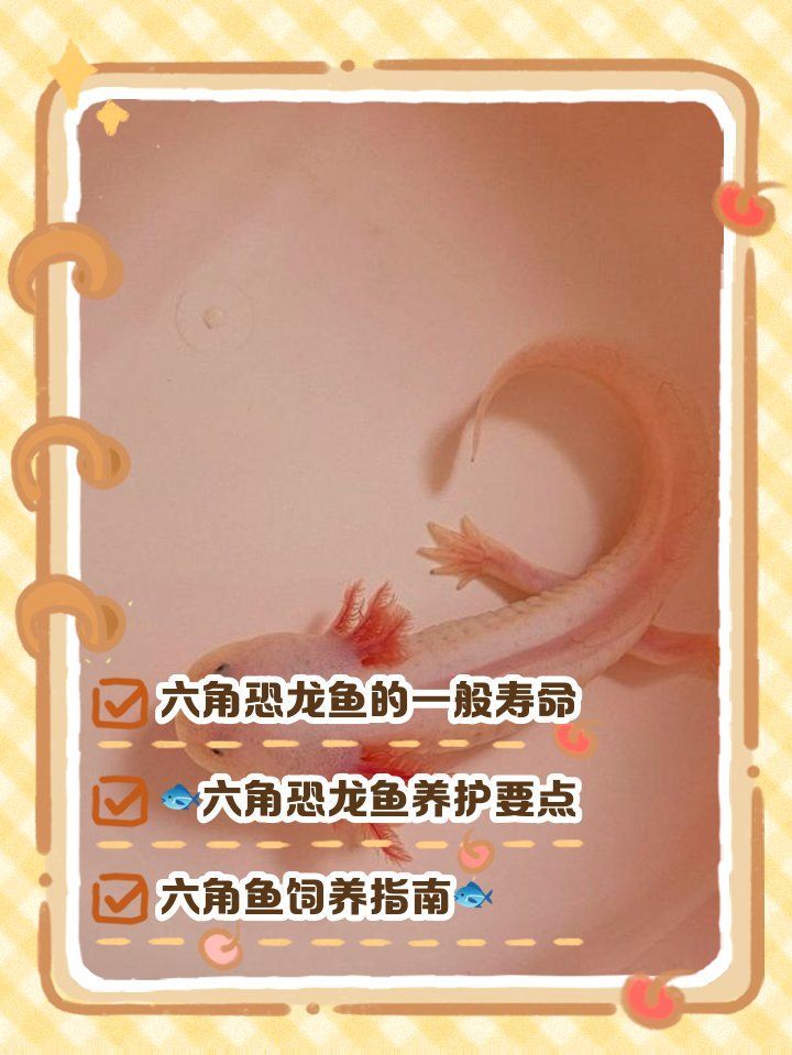 六角恐龍魚能活多久（六角恐龍魚的壽命大約為10到20年，它們可以活過20年）