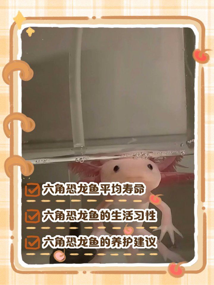 六角恐龍魚能活多久（六角恐龍魚的壽命大約為10到20年，它們可以活過20年）