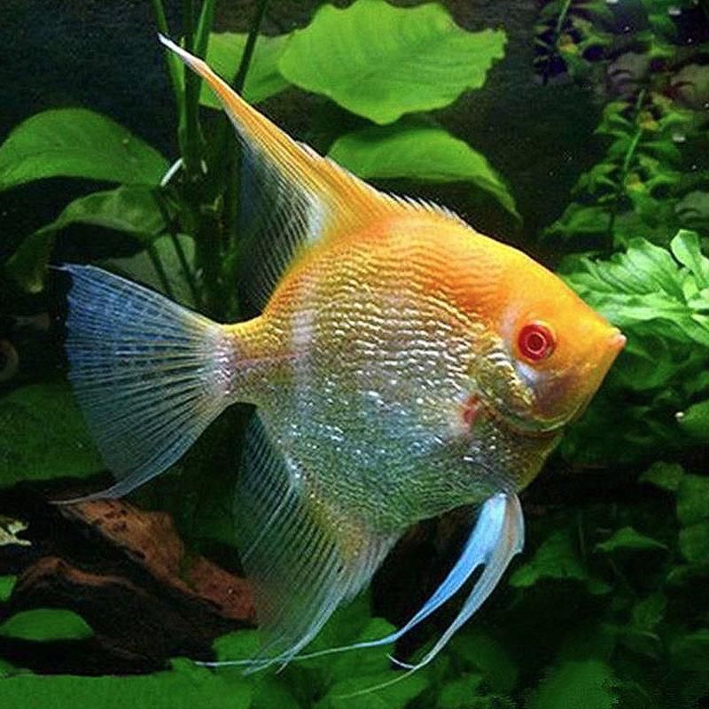 有哪些觀賞魚品種適合高清拍攝（高清拍攝的觀賞魚品種）