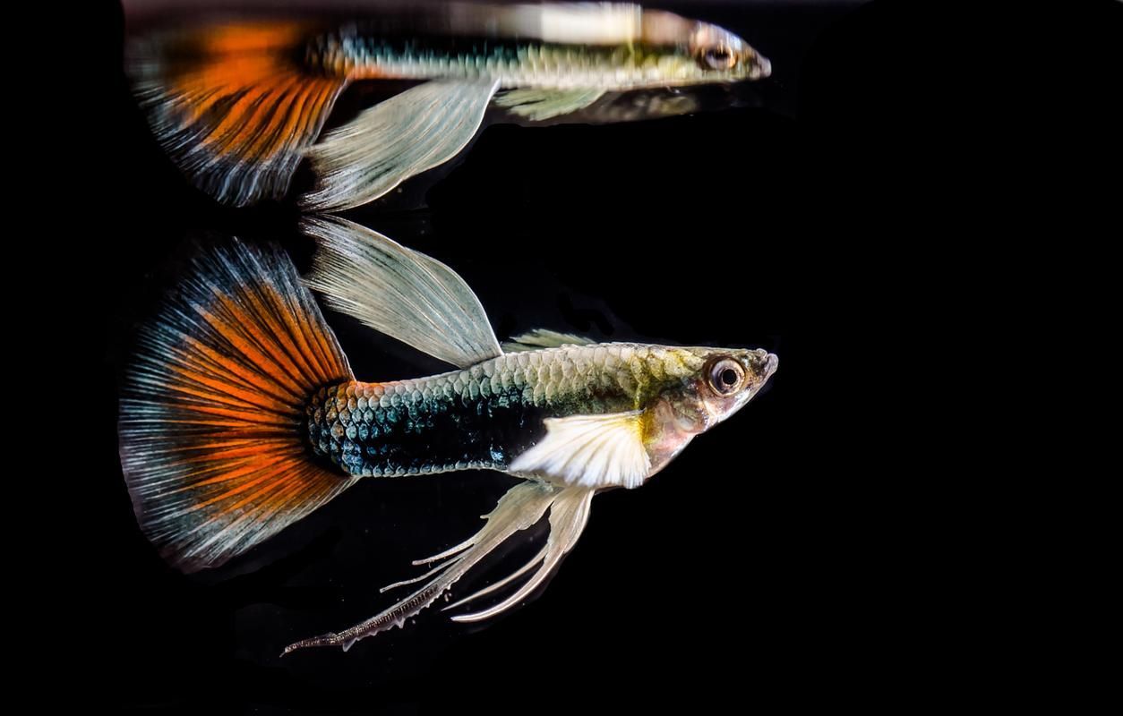 有哪些觀賞魚品種適合高清拍攝（高清拍攝的觀賞魚品種）