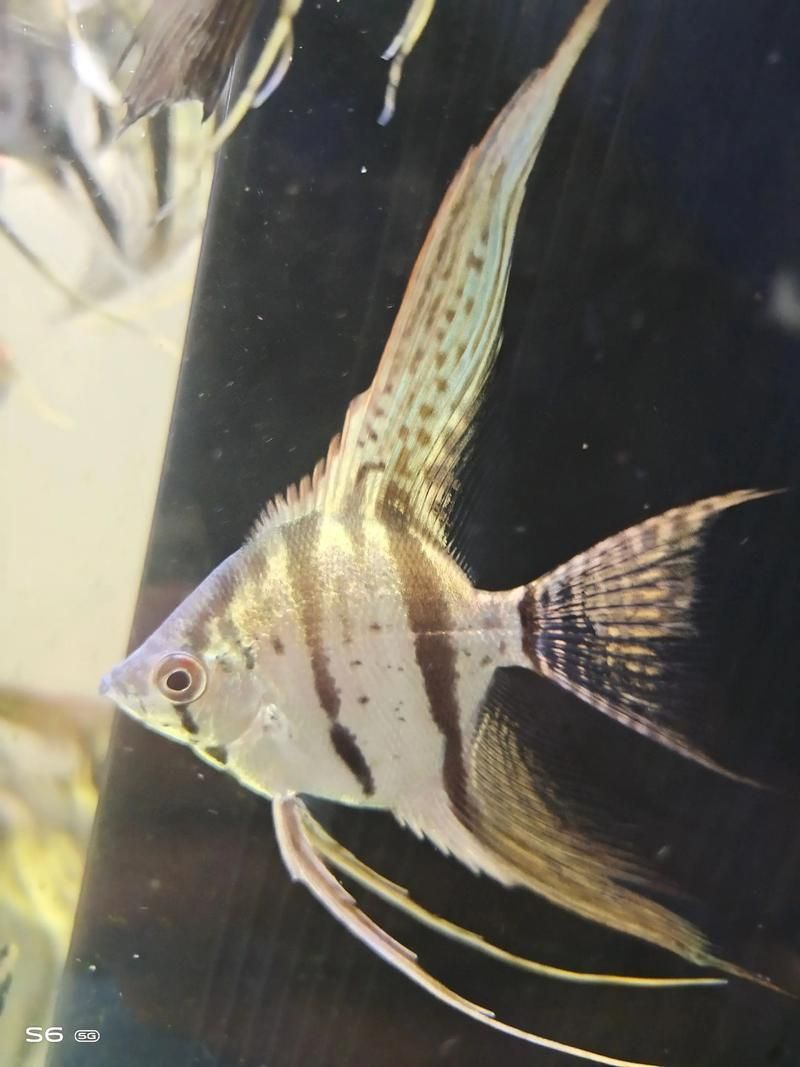 有哪些觀賞魚品種適合高清拍攝（高清拍攝的觀賞魚品種）