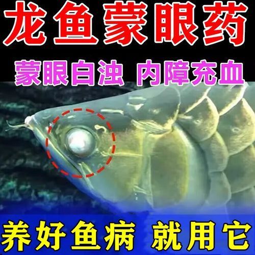 給我一些預(yù)防龍魚蒙眼的圖片（如何預(yù)防龍魚蒙眼） 給我一些預(yù)防龍魚蒙眼的圖片（如何預(yù)防龍魚蒙眼） 龍魚百科 第20張