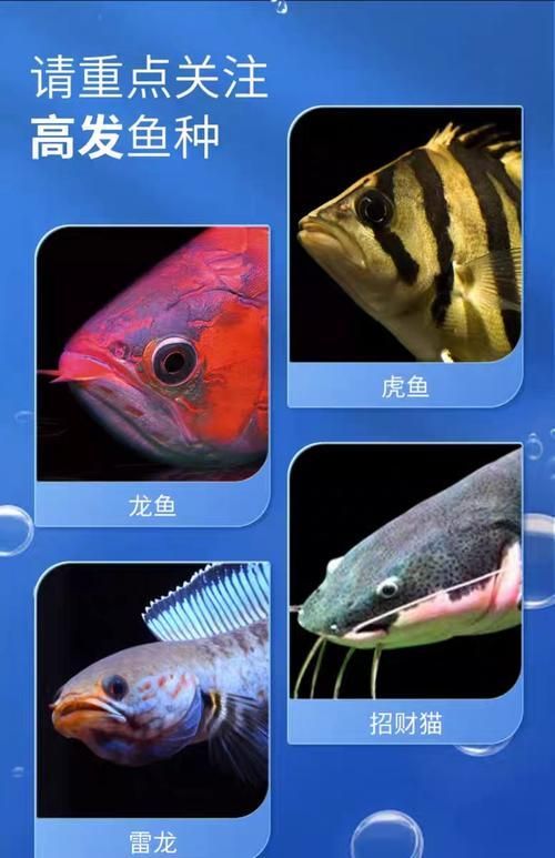 給我一些預(yù)防龍魚蒙眼的圖片（如何預(yù)防龍魚蒙眼） 給我一些預(yù)防龍魚蒙眼的圖片（如何預(yù)防龍魚蒙眼） 龍魚百科 第19張