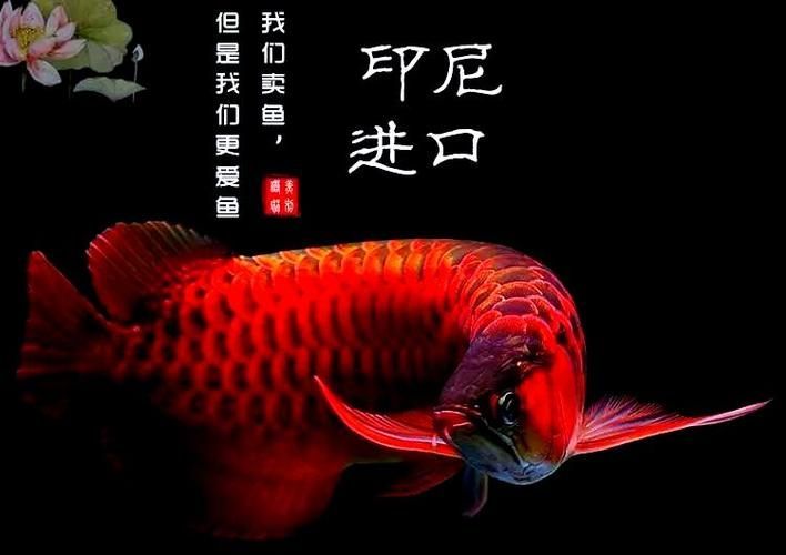 給我一些預(yù)防龍魚蒙眼的圖片（如何預(yù)防龍魚蒙眼） 給我一些預(yù)防龍魚蒙眼的圖片（如何預(yù)防龍魚蒙眼） 龍魚百科 第18張