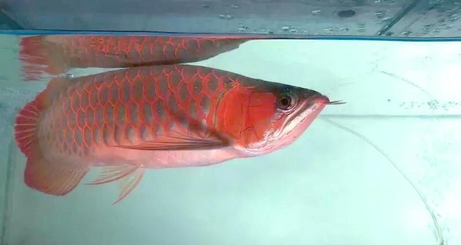 給我一些預(yù)防龍魚蒙眼的圖片（如何預(yù)防龍魚蒙眼） 給我一些預(yù)防龍魚蒙眼的圖片（如何預(yù)防龍魚蒙眼） 龍魚百科 第14張